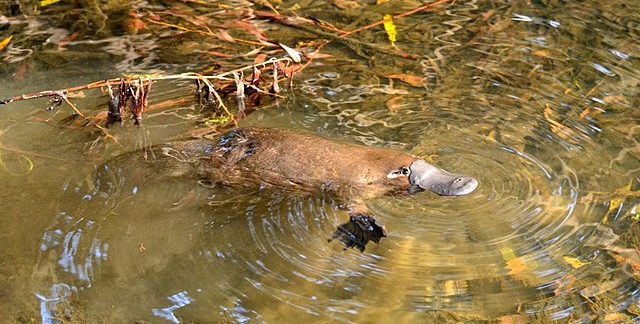 A platypus swimming in the river.